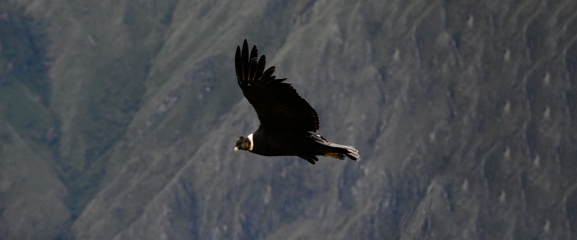 Andean Condor flying over the Colca Cayon
